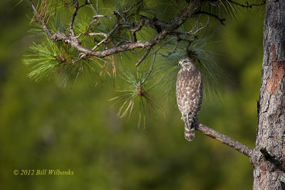 Redsholdered Hawk on the Pine.jpg