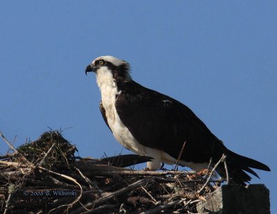 Osprey on Nest.jpg