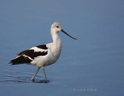 American Avocet02.jpg