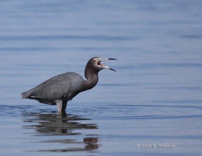 Little Blue Heron Flip.jpg