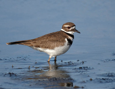 Killdeer.jpg