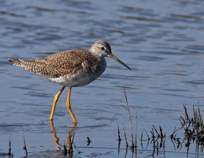 Yellowlegs