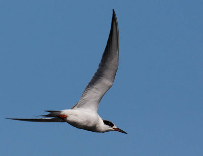 Tern 04.jpg