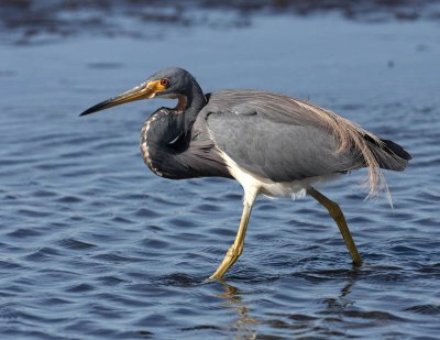 Tricolor Heron.jpg