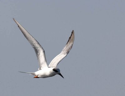 Tern01.jpg
