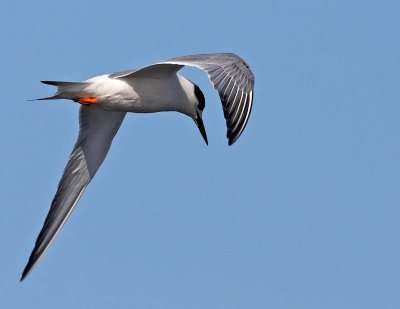 Tern 03.jpg