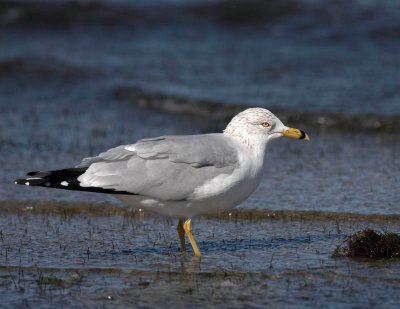 Gull Sunning