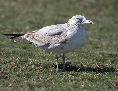 Gull Sunning01.jpg