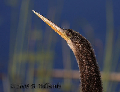 Anhinga.jpg