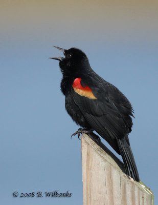 Red Wing Blackbird.jpg