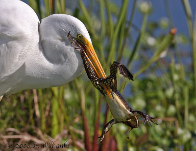 Egret With Frog 01.jpg