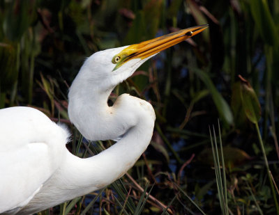 Egret With Minnow