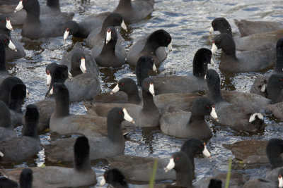 Coots of Viera.jpg