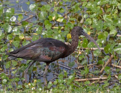Glossy Ibis.jpg