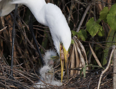 Egret Feeding Chicks.jpg