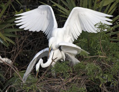 Egret Mateing.jpg