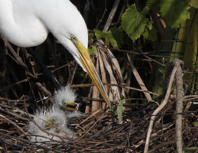 Egret Three Chicks.jpg