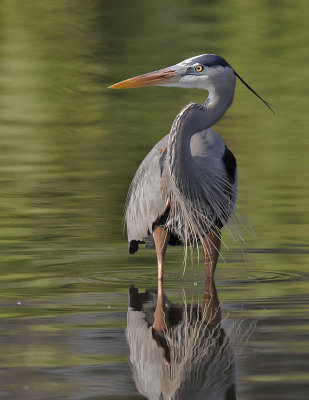 favorites_herons