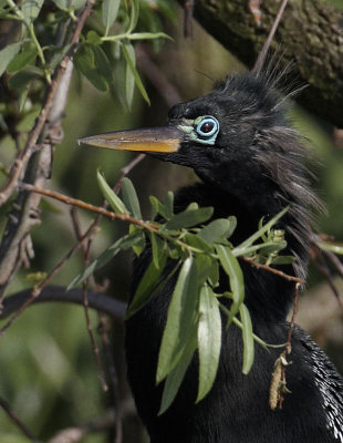 Male Anhinga.jpg