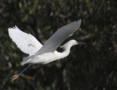 Snowy Egret Flight.jpg