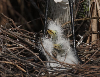Three Chicks.jpg
