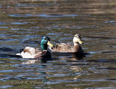 Mallard Pair.jpg