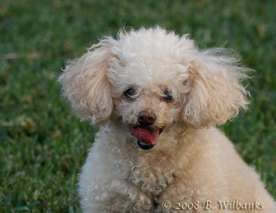 Puppy 02.jpg