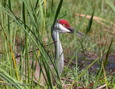 On The Nest 02.jpg