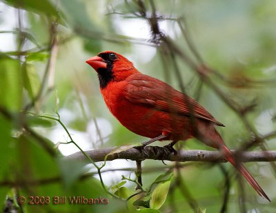 Male Cardinal 01.jpg
