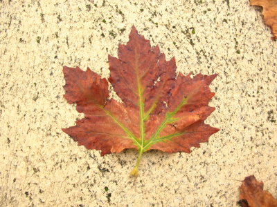 Autumn Leaf - 1 June 2008