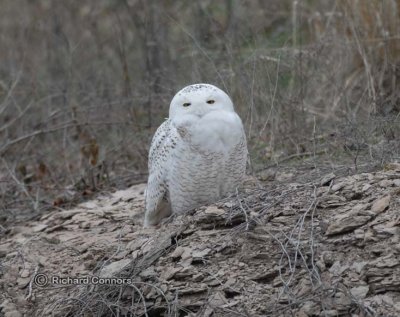 snowy owl 040