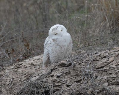 snowy owl 048