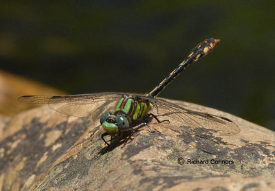 Edmund's Snaketail (Ophiogomphus edmundo) M