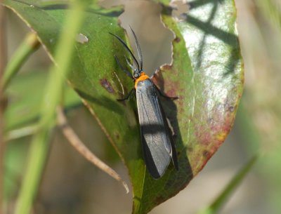yellow-collared scape moth