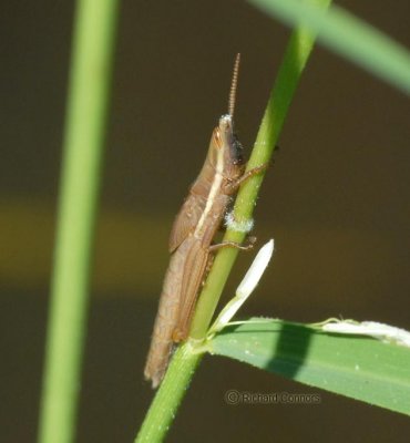 toothpick grasshopper