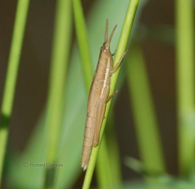 cattail toothpick grasshopper
