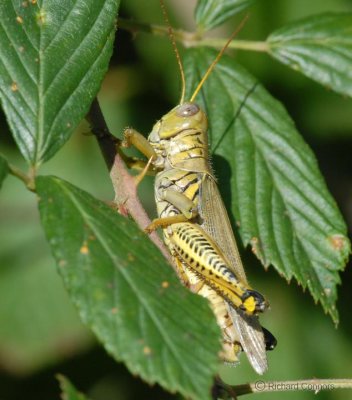 differental grasshopper