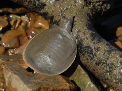 spiny softshell turtle (Apalone spinifera)