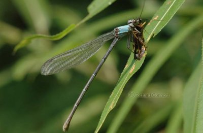 blue-fronted dancer, wood roach