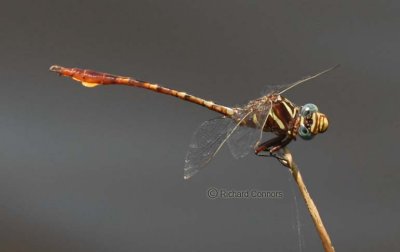 Two-Striped Forceptail, m.