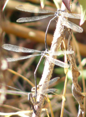 great spreadwings in tandem