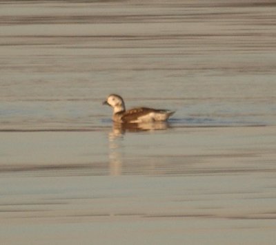 long-tailed duck f.