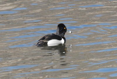 ring-necked duck, m.