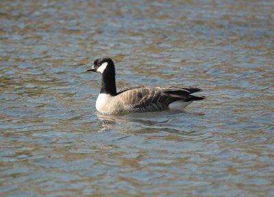 cackling goose