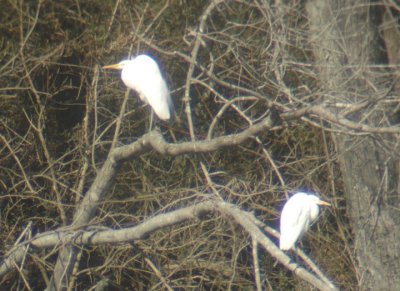 great egrets