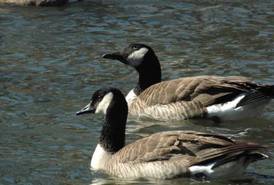 small Canada geese