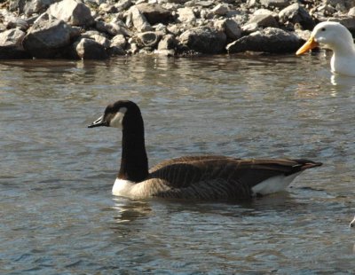 lesser Canada goose