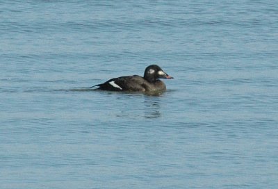 white-winged scoter