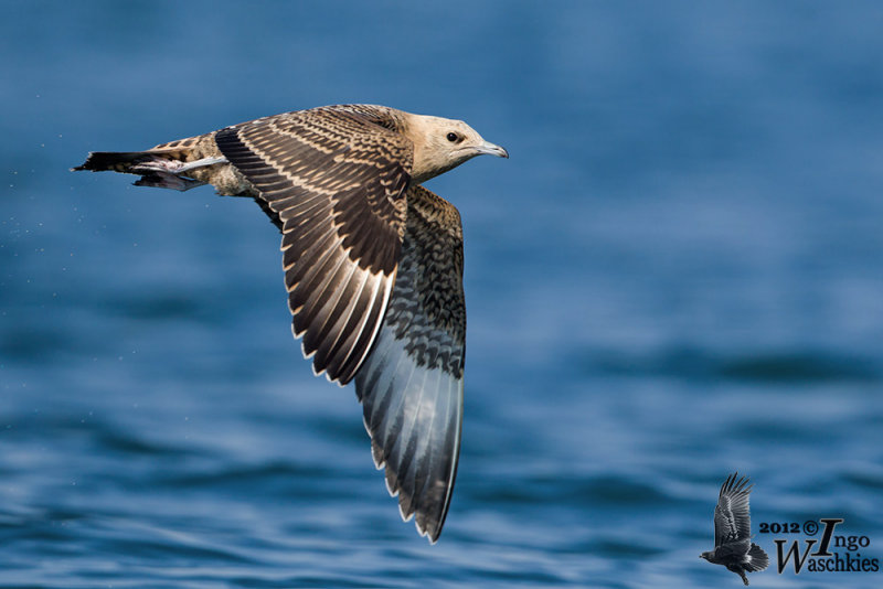 Juvenile Parasitic Jaeger (intermediate morph)