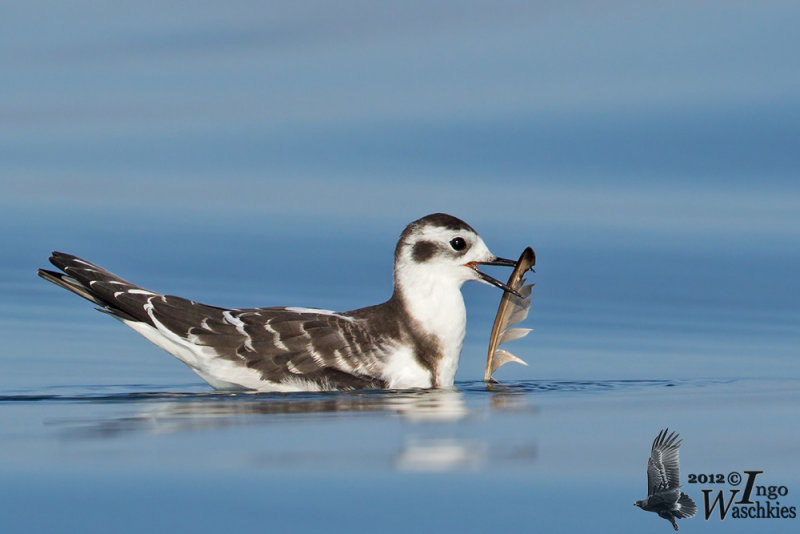 Juvenile Little Gull